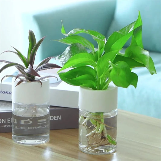 Mini Maceta Hidropónica – Decoración Transparente para el Hogar